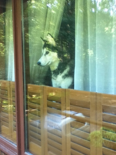sad Siberian husky looking out window